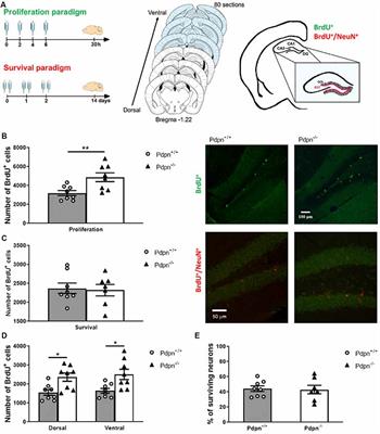 Podoplanin Gene Disruption in Mice Promotes in vivo Neural Progenitor Cells Proliferation, Selectively Impairs Dentate Gyrus Synaptic Depression and Induces Anxiety-Like Behaviors